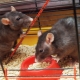 Cages à rats: caractéristiques, sélection, équipement, soins