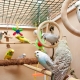 Muhabbet kuşları için kafesler: seçim, düzenleme, kurulum ve bakım
