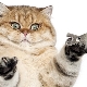 Машинки за нокти за котки: видове, характеристики на избор и работа