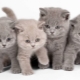 İngiliz yavru kedileri için yiyecek: seçim türleri ve özellikleri
