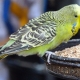 Mat för papegojor: typ och funktioner i urvalet