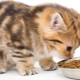 طعام قطط فائق الجودة: الوصف والعلامات التجارية ونصائح الاختيار