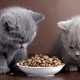 Храна за котенца и котки с чувствително храносмилане