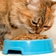 Pokarm Premium dla kotów: skład, producenci, porady dotyczące wyboru