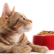 Храна от холистичен клас за котки: оценки на производителите и правила за подбор