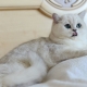 Gato chinchilla plateado: descripción y reglas de mantenimiento