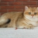 Kucing chinchilla emas: ciri, pemilihan dan syarat