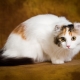 Kucing curl Amerika: ciri, peraturan untuk memberi makan dan menjaga