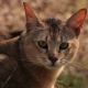 Kucing Chausie: perihalan dan ciri kandungan