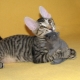 Sfinge mačke s dlakom: postoje li, kako se zovu i zašto se to događa?