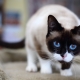 Snow shu kucing: keterangan, variasi warna dan ciri kandungan