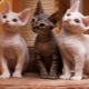 قطط ريكس: السلالات الشعبية ومحتواها