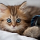El gatito come relleno para el inodoro: ¿qué tan dañino es y qué hacer en tal situación?