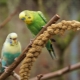 Çocuk muhabbet kuşları için güzel ve orijinal isimler