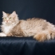 Laperm: descrição dos gatos, sua natureza e características do conteúdo
