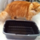 Посуде са високим бочним странама за мачке
