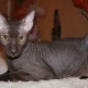 Mačke bez dlake: karakteristike, vrste, pravila skrbi