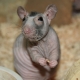 Plešaté krysy: charakteristika plemena a tipy na starostlivosť o pleť