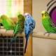 Малки папагали: видове, колко живеят и как да се грижат?