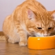 هل من الممكن إطعام القطة الطعام الرطب والجاف في نفس الوقت؟