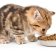 هل من الممكن إطعام القطط فقط بالطعام الجاف أو الرطب فقط؟