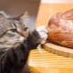 האם ניתן להאכיל חתול בבשר נא ומהן המגבלות?