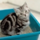 Podstielka pre mačky: odrody a jemnosti použitia
