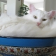استعراض القطط البيضاء تولد الأنجورا التركية