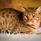 Ocicat: وصف سلالة القط والعناية