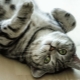 El color del gato británico Whiskas: características de color y sutilezas de aseo