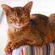 Boje abasinskih mačaka: sorte, definicija, izbor