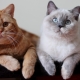 Farby britských mačiek