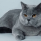 Descrição dos gatos britânicos azuis e os meandros do seu conteúdo