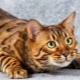 Penerangan, sifat dan kandungan kucing Toyger