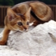 Описание на природата и навиците на абисинските котки