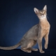 Descripción y contenido de los gatos abisinios azules