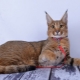 Descripción y mantenimiento de gatos Caracat
