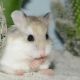Nama asal dan cantik untuk hamster perempuan