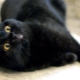 Caracteristici, natura și conținutul pisicilor britanice negre