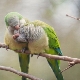 Характеристики на папагали Quaker