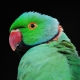 Колиета папагали: видове, отглеждане и размножаване