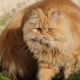 القط الفارسي: الوصف والطبيعة والأنواع والتوصيات للرعاية