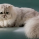 Parsi chinchilla: penerangan baka dan kucing