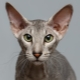 Peterbald: описание на породата котки, природа и съдържание