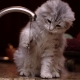 Защо котките се страхуват от вода?