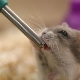 Trinkschalen für einen Hamster: Typen, Installation und Herstellung
