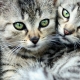 القطط العانس: الميزات ، السلالات ، الاختيار والرعاية