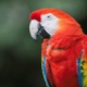 Папагал Мака: видове, правила за отглеждане и размножаване