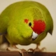 Kakarik-papegaai: beschrijving, typen, kenmerken van houden en fokken