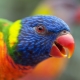 Lori papegøje: artsfunktioner og regler for opbevaring